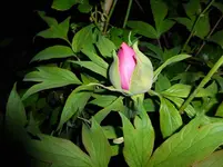 P1030379.webp