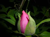 P1030380.webp