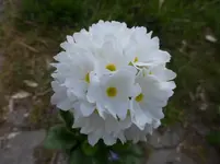 P1030201.webp