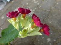 P1030243.webp