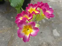 P1030244.webp