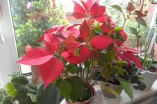 SAM_2057.webp