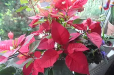 SAM_2059.webp