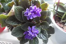 SAM_2058.webp