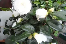 SAM_2056.webp