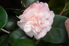 SAM_2055.webp