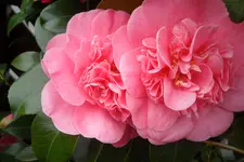 SAM_2054.webp