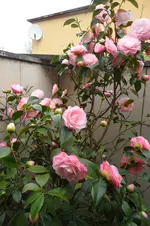 SAM_2041.webp