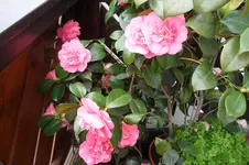 SAM_2052.webp