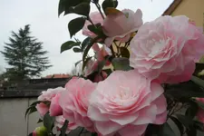 SAM_2040.webp