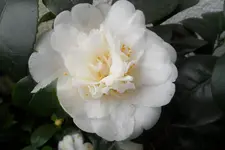 SAM_2046.webp
