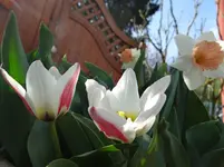 Tulpen1.webp