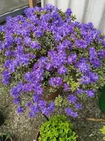 tmp_CYMERA_20140411_1728151253902177.webp