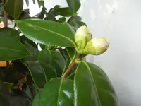 SAM_3473.webp