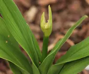 Taglilie 140411.webp