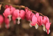 Dicentra 140411.webp