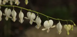 Dicentra alba 140411.webp
