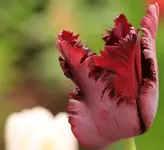 Papageientulpe dunkelrot.webp