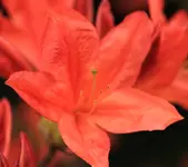 Rhododendron Bluete.webp