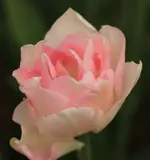 Tulpe rosa.webp