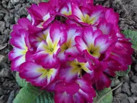 SAM_3450.webp
