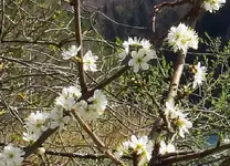 blueten_weiss.webp