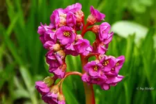 _Bergenie 11.04..webp