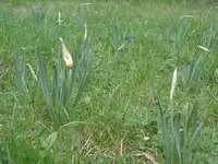 IMGP6049.webp