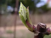 IMGP6051.webp