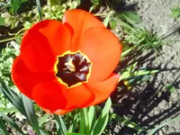 PICT0007.webp