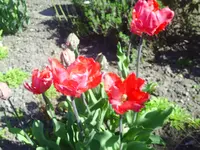 PICT0010.webp