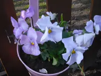 april 029.webp