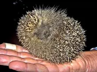 Igel v.webp