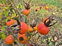 Copy of IMG_1205v.webp