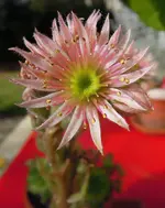 BlmnMakro (3).webp