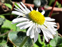 _Gaensebl. v (1).webp