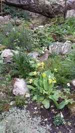 Schlüsselblume.webp