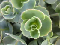 SAM_3480.webp