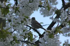Spatz.webp