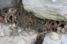 Pilz_01.webp