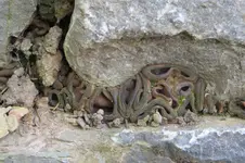 Pilz_03.webp