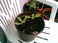 Sonnenblume  April.webp
