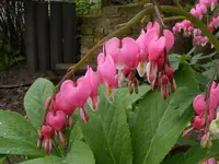 Herzchen makro.webp