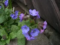 Lungenkraut 24.3.2014.webp