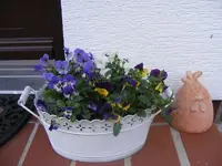 Hornveilchen 24.3.2014.webp