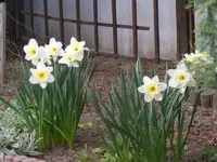 Osterglocken 2 24.3.2014.webp