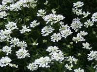 Schleifenblume makro.webp
