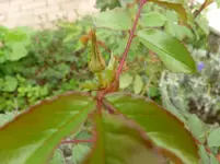 P1120100.jpg