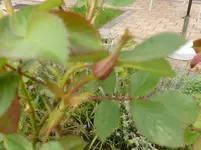 P1120101.webp