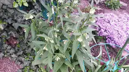 beinwell (2).webp